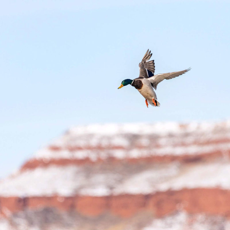 South Dakota Duck Hunting Guides & Guided Duck Hunts in SD High