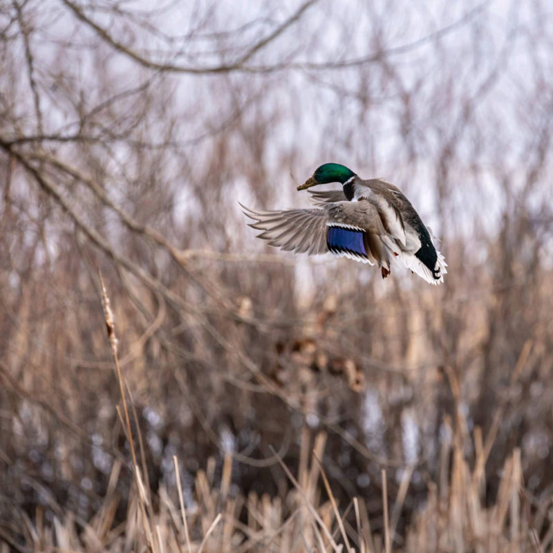 South Dakota Duck Hunting Guides & Guided Duck Hunts in SD High