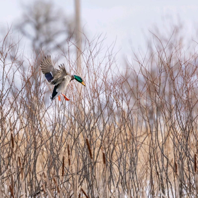 South Dakota Duck Hunting Guides & Guided Duck Hunts in SD High