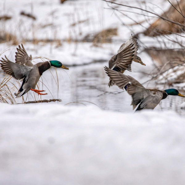 South Dakota Duck Hunting Guides & Guided Duck Hunts in SD High