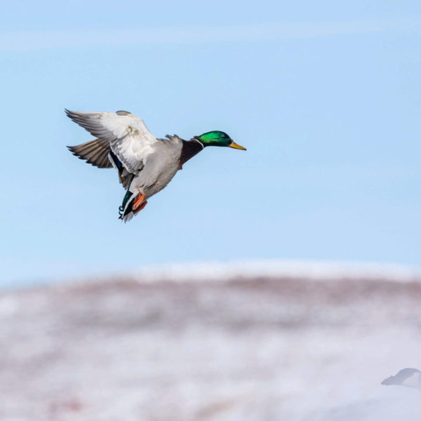 South Dakota Duck Hunting Guides & Guided Duck Hunts in SD High