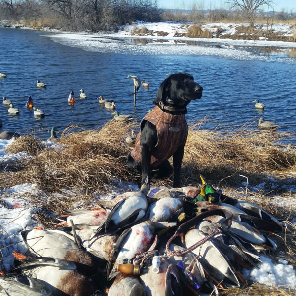 South Dakota Duck Hunting Guides & Guided Duck Hunts in SD High