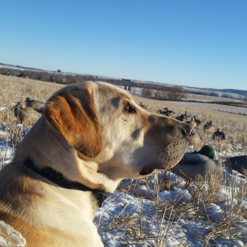 South Dakota Duck Hunting Guides & Guided Duck Hunts in SD High