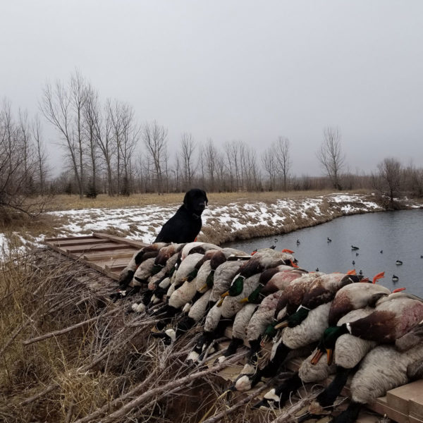 South Dakota Goose Hunting Guides & Nebraska Outfitters in SD High