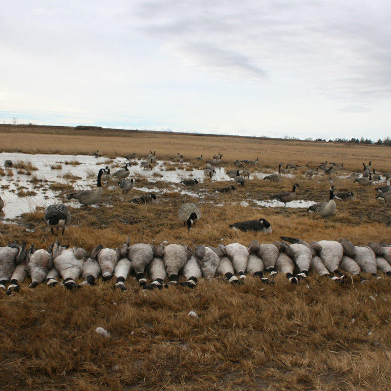 South Dakota Goose Hunting Guides & Nebraska Outfitters in SD High