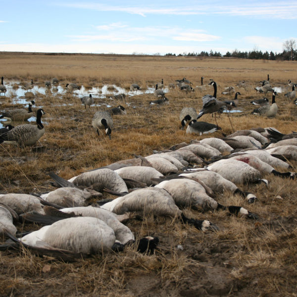 South Dakota Goose Hunting Guides & Nebraska Outfitters in SD High